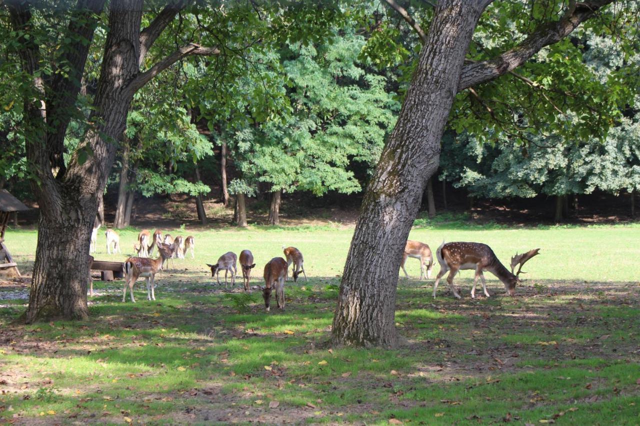 Ferienhaeuschen Gruber Villa Loosdorf Dış mekan fotoğraf